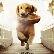 《一条狗的使命》：并不是养狗宣传片的好范本