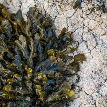 别致的体验，在冰与火之国邂逅人类的文明